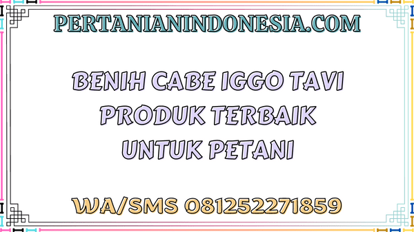 Benih Cabe Iggo Tavi Produk Terbaik Untuk Petani